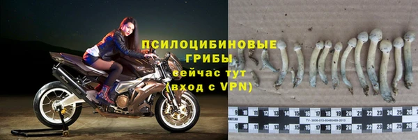 прущие грибы Абинск