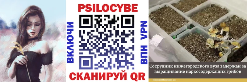 гидра ссылки  Сураж  Псилоцибиновые грибы мицелий  цены наркотик 